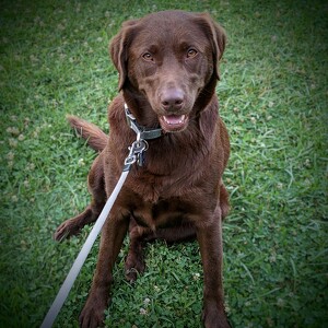 Fundraising Page: Sully Emanueli